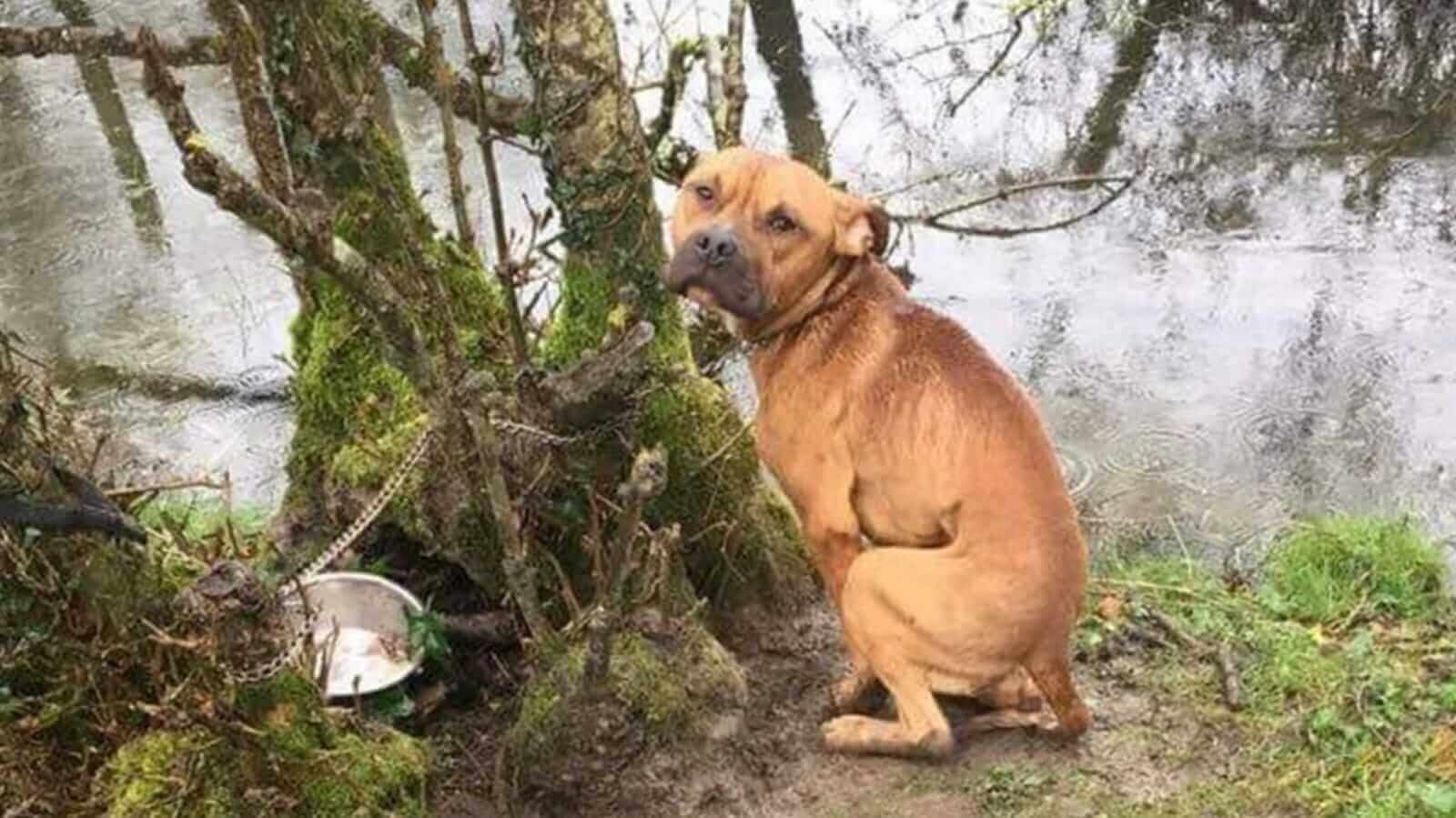 Cachorro pitbull acorrentado em árvore
