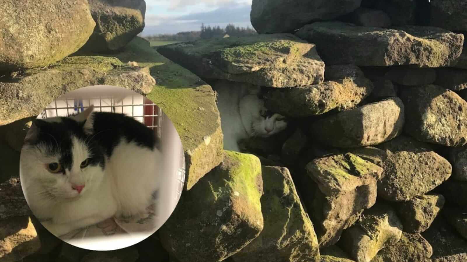 Gato preso em parede de pedras