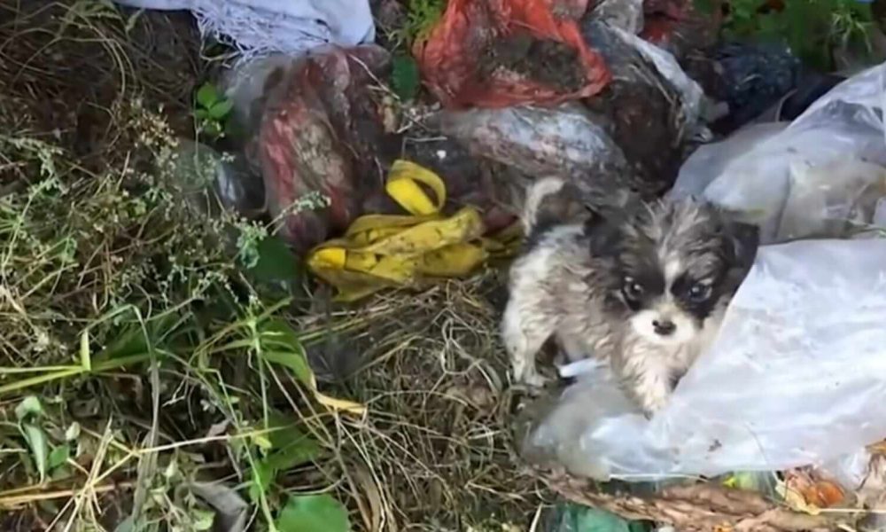 Cachorro filhote no meio de lixo
