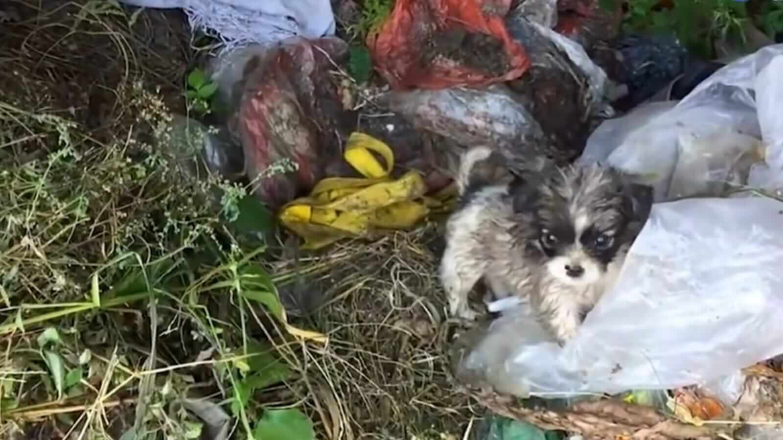 Cachorro filhote no meio de lixo