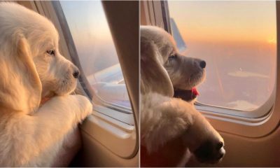 Cachorro observando pela janela de avião