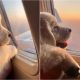 Cachorro observando pela janela de avião
