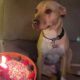 Cachorro com bolo de aniversário