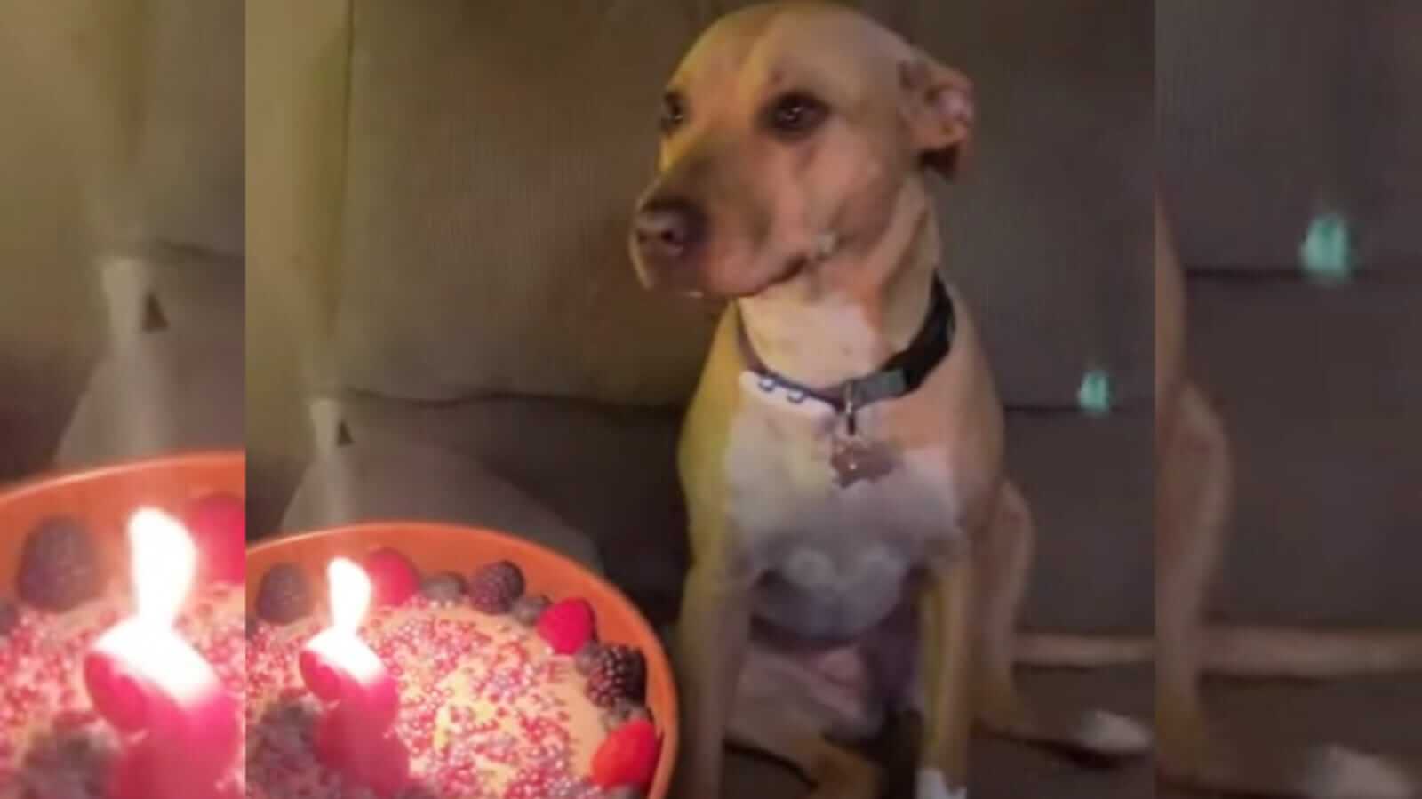 Cachorro com bolo de aniversário