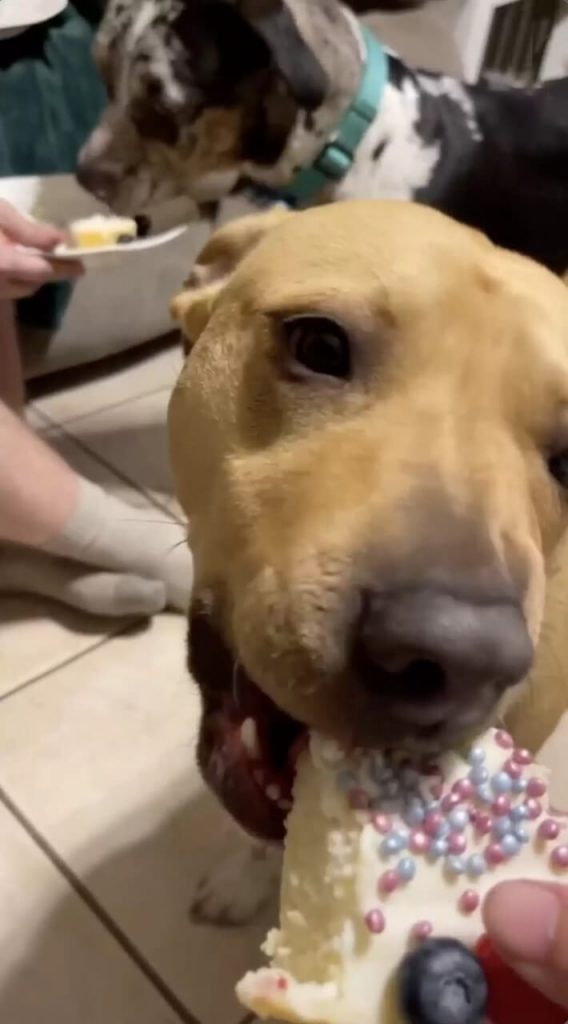 Cachorro comendo bolo