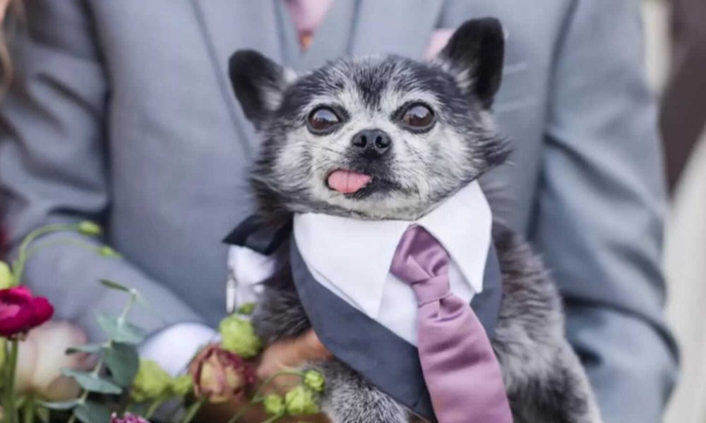 Cachorro com terno e gravata