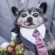 Cachorro com terno e gravata
