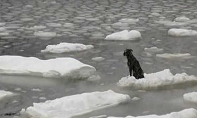 Cachorro à deriva em bloco de gelo