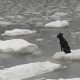 Cachorro à deriva em bloco de gelo