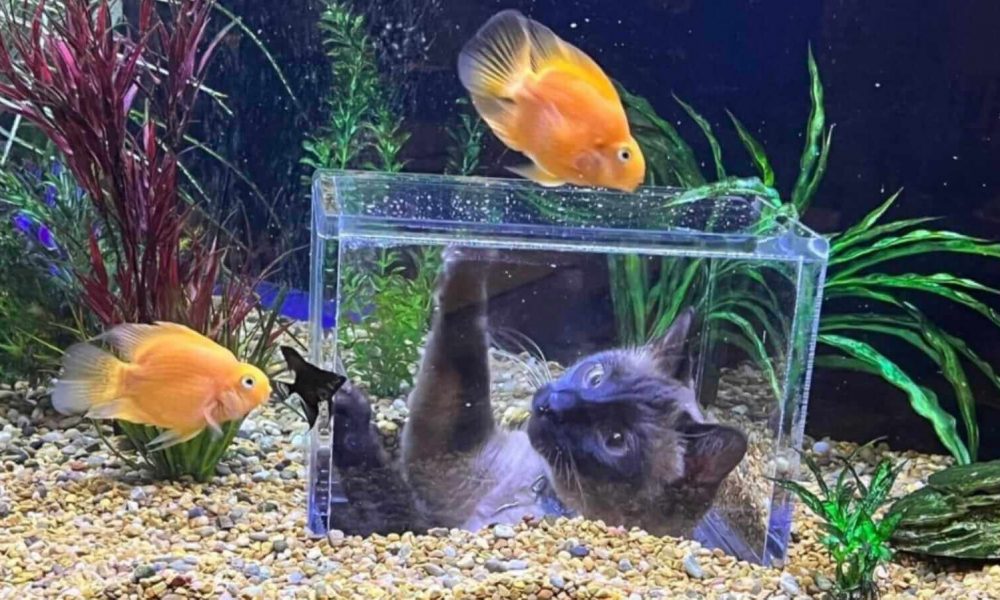 Gato vendo peixes de aquário