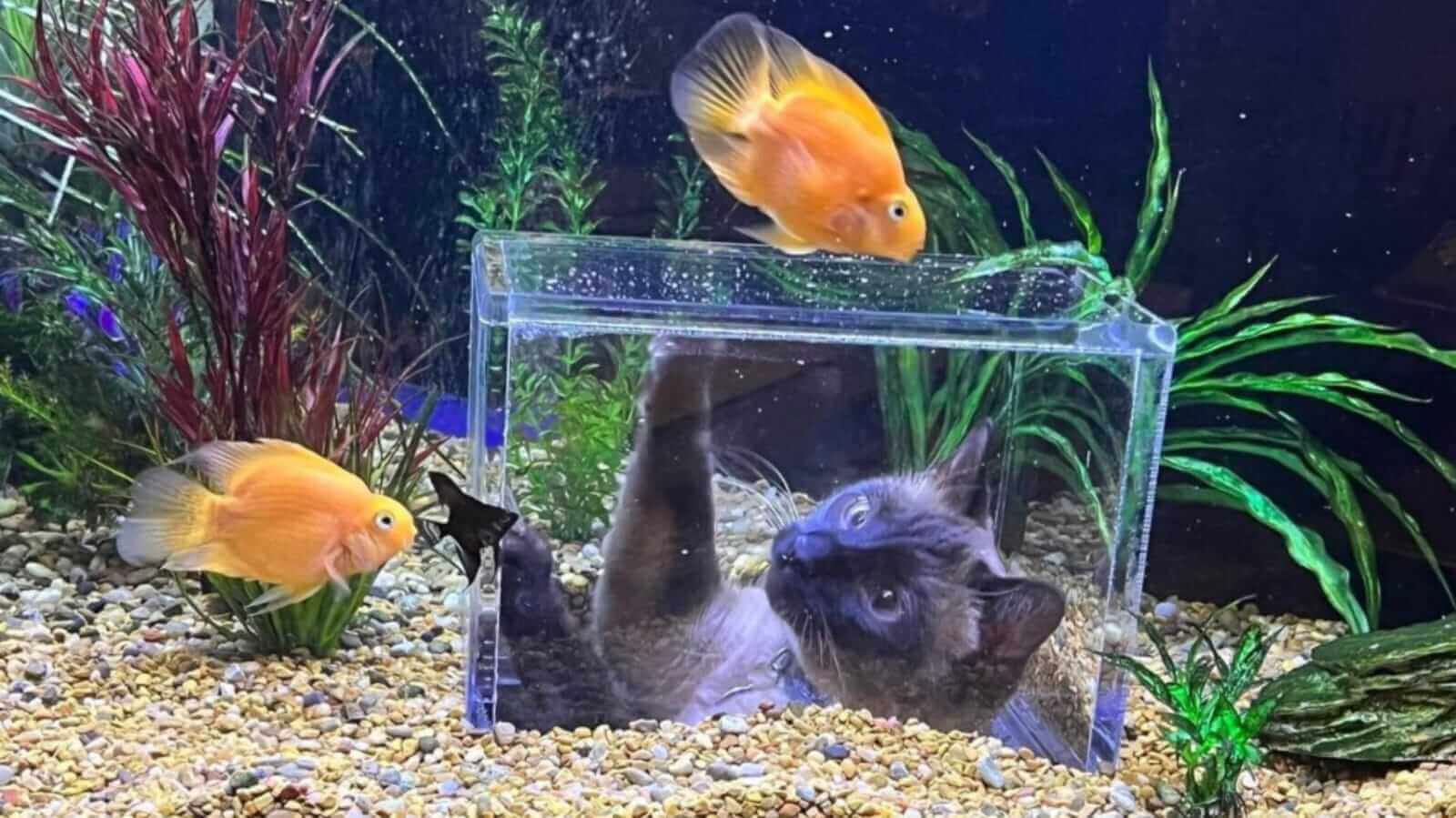 Gato vendo peixes de aquário