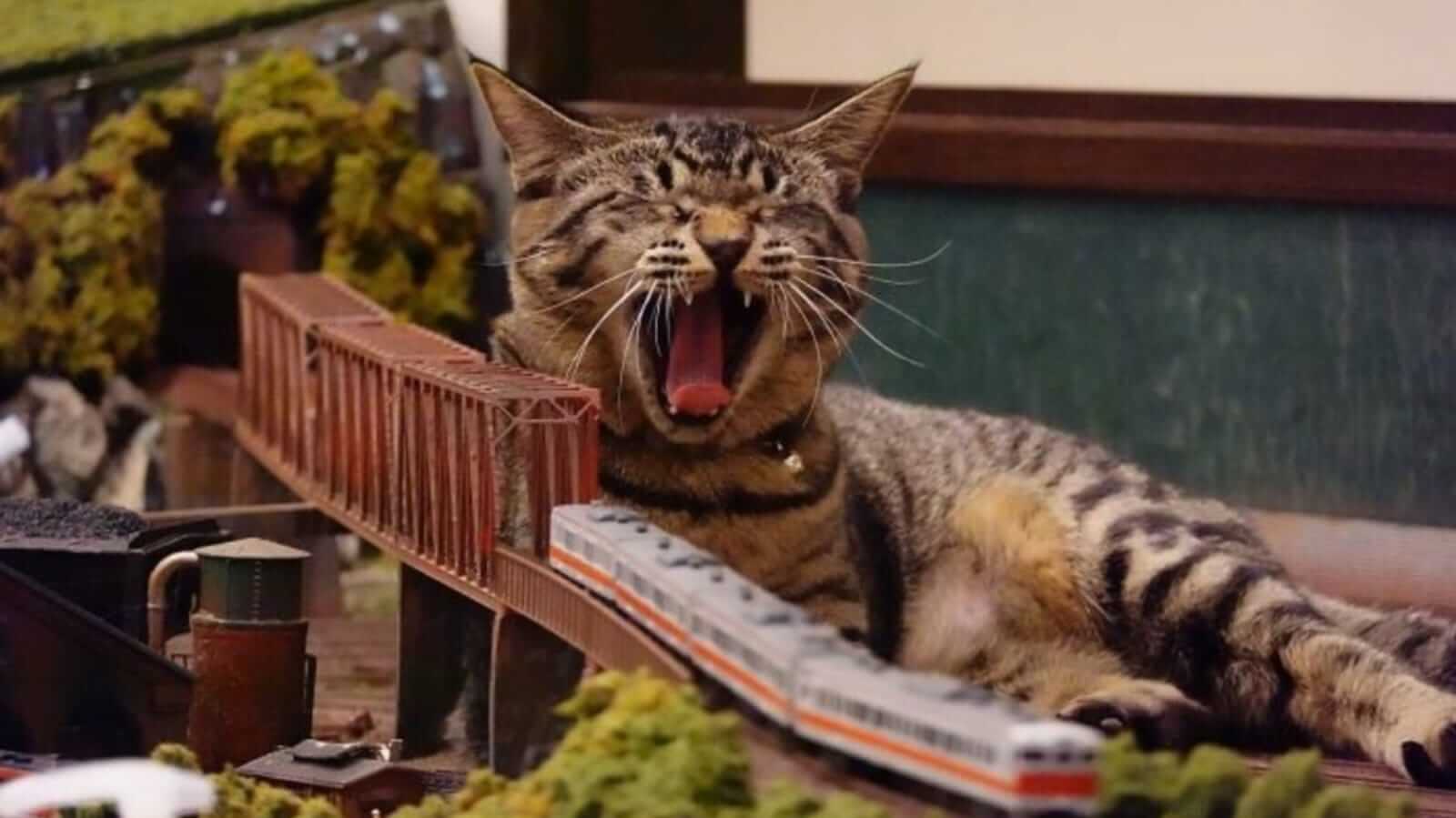 Gato em miniatura de ferrovia
