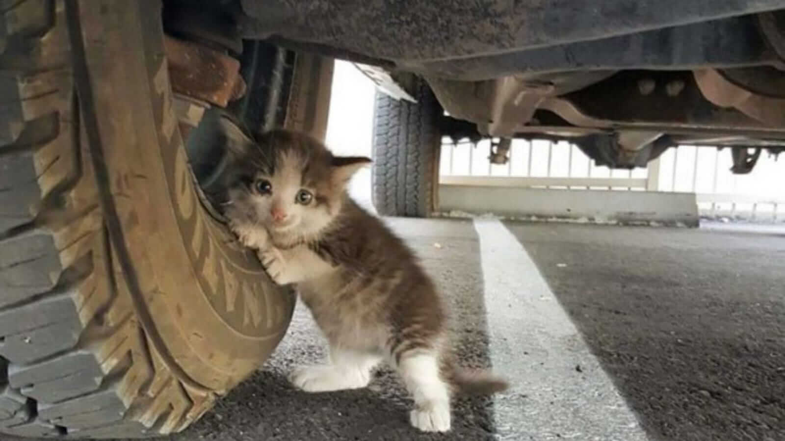 Gato encostado em roda de carro
