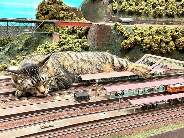 Gato em miniatura de ferrovia
