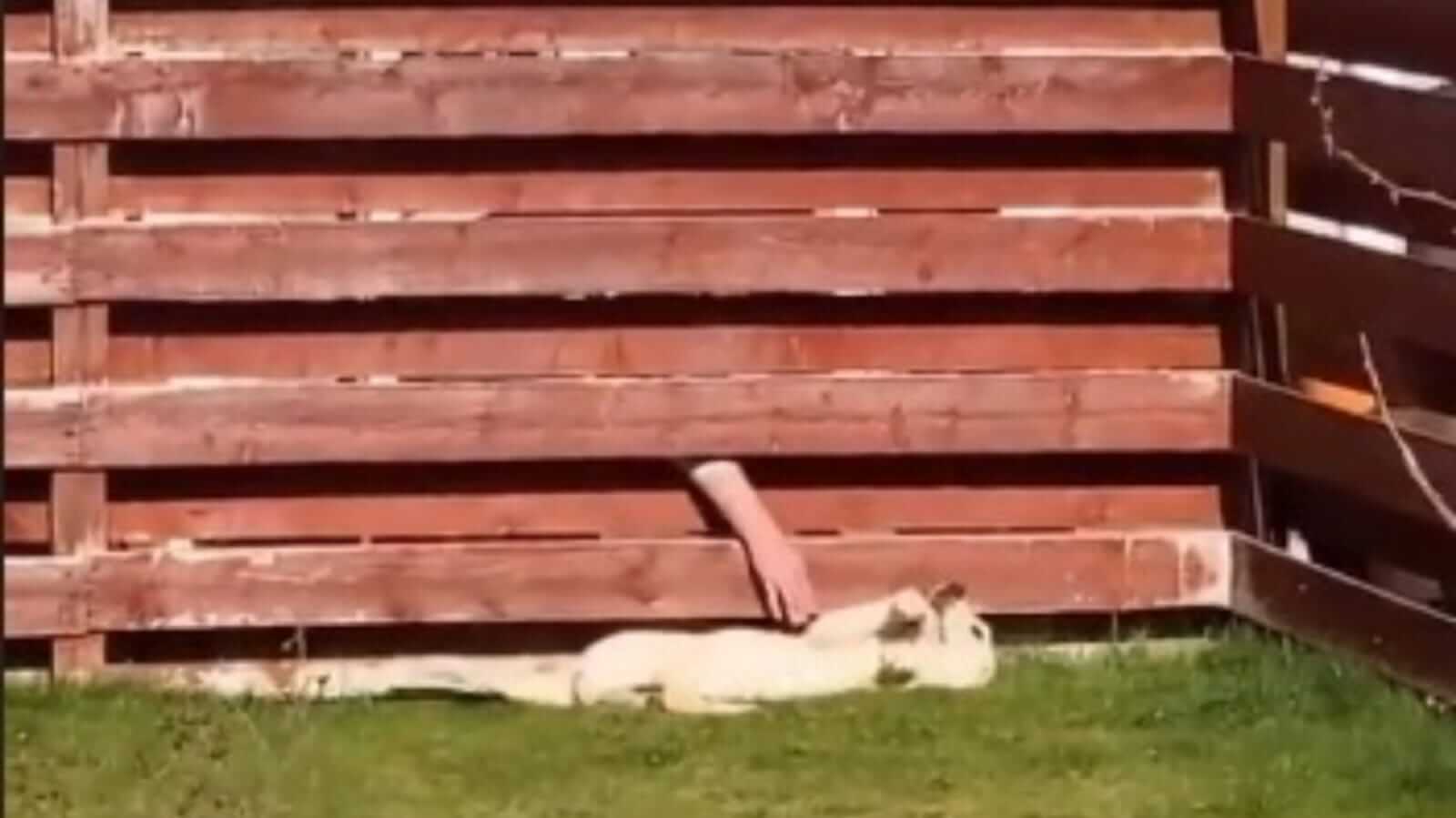 Cachorro deitado na grama e pessoa fazendo carinho através de cerca