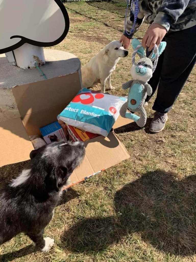 Cachorro com caixa de brinquedos