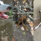 cachorro adota filhote abandonado