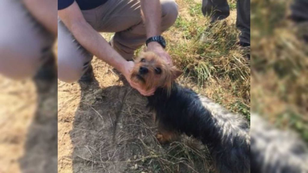 Cachorro mantém menina de 3 anos desaparecida a salvo em campo de milho