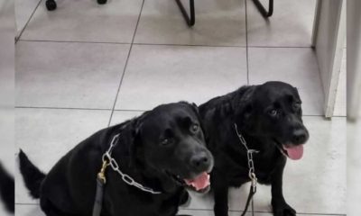 Cães farejadores da Guarda Municipal descobrem drogas em bairros de Jundiaí