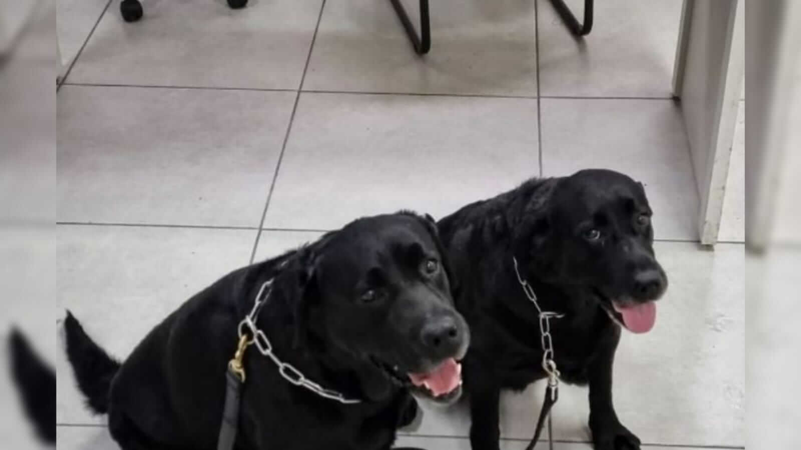 Cães farejadores da Guarda Municipal descobrem drogas em bairros de Jundiaí