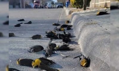 Pássaros mortos na rua