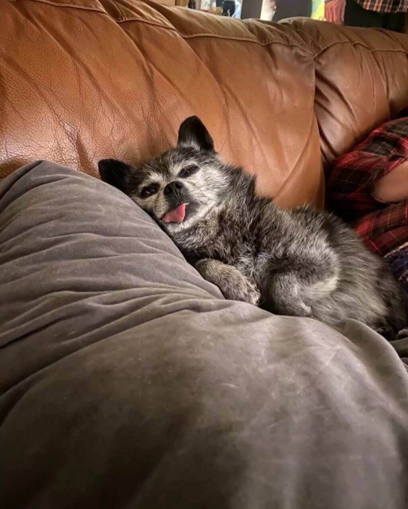 Cachorro deitado em sofá