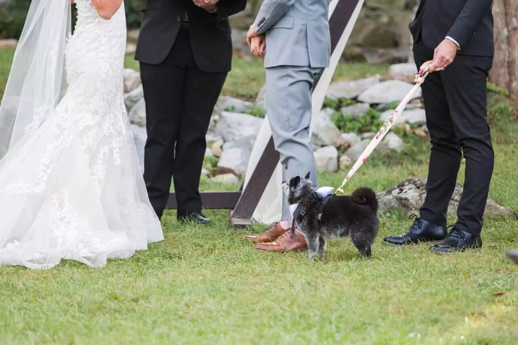 Cachorro em casamento