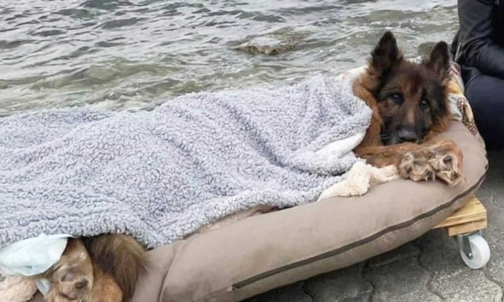 Cachorro deitado em colchão em frente ao mar