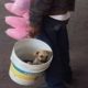 Idoso com algodões-doces carregando cachorrinho em balde