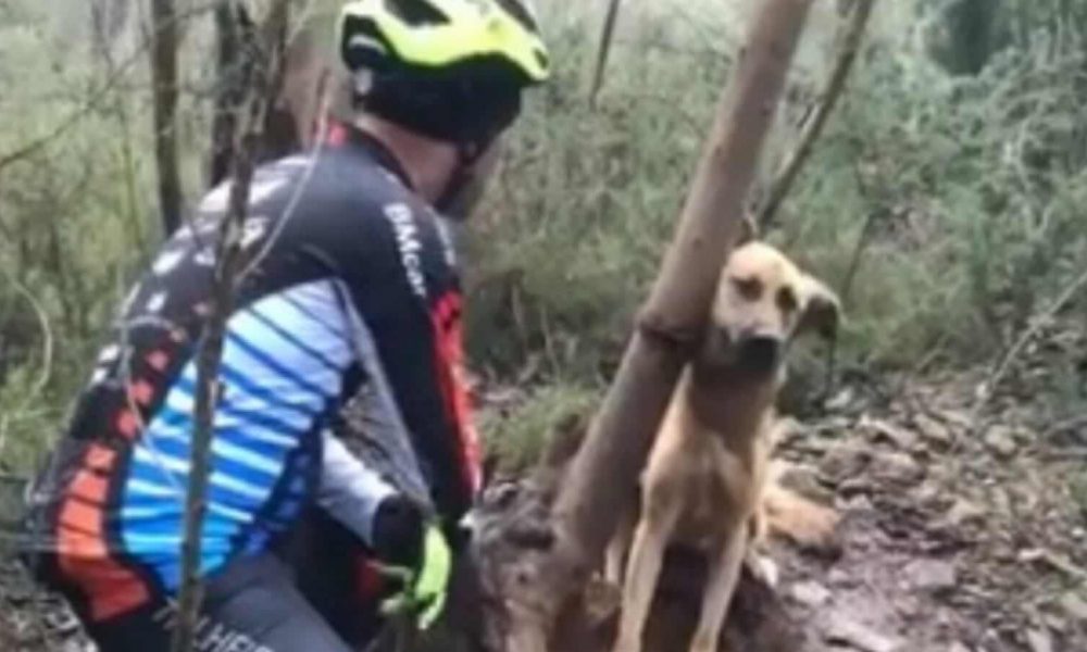 Ciclista ajudando cachorro preso em árvore