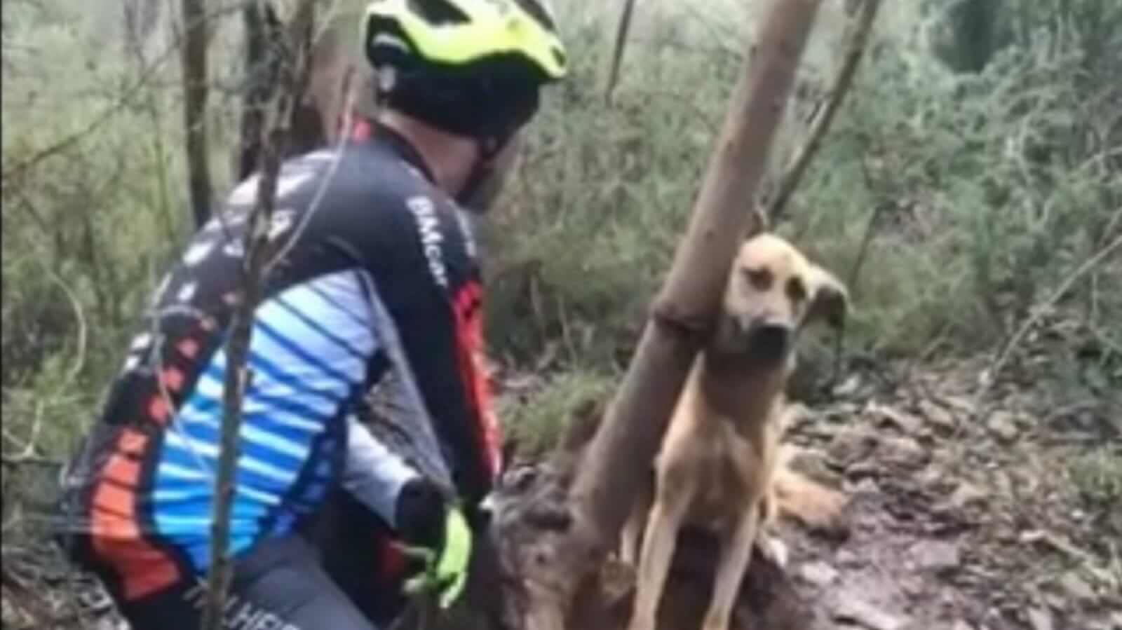 Ciclista ajudando cachorro preso em árvore