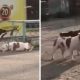 Cachorros andando juntos