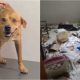 Cachorro destrói clínica veterinária