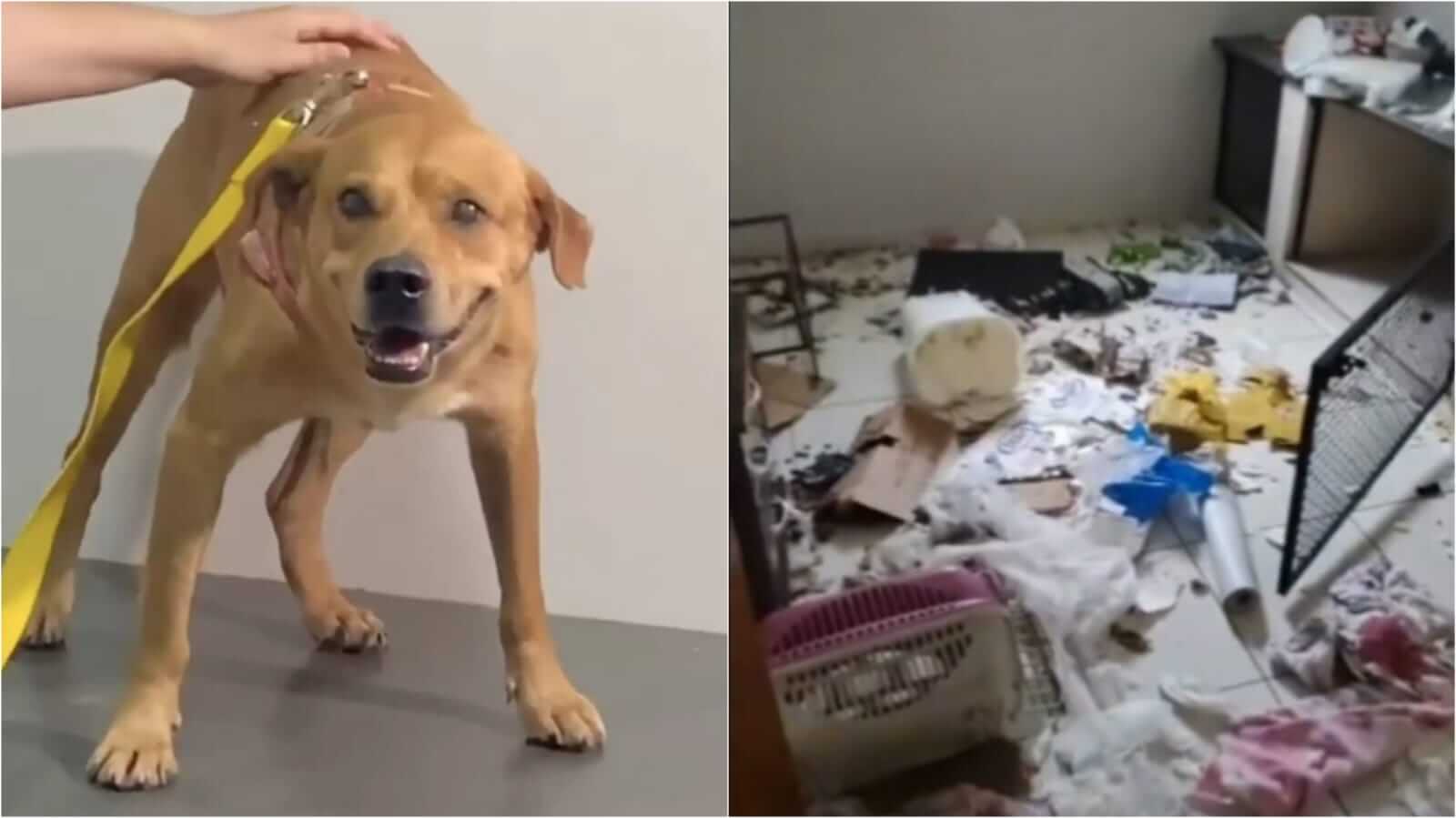 Cachorro destrói clínica veterinária
