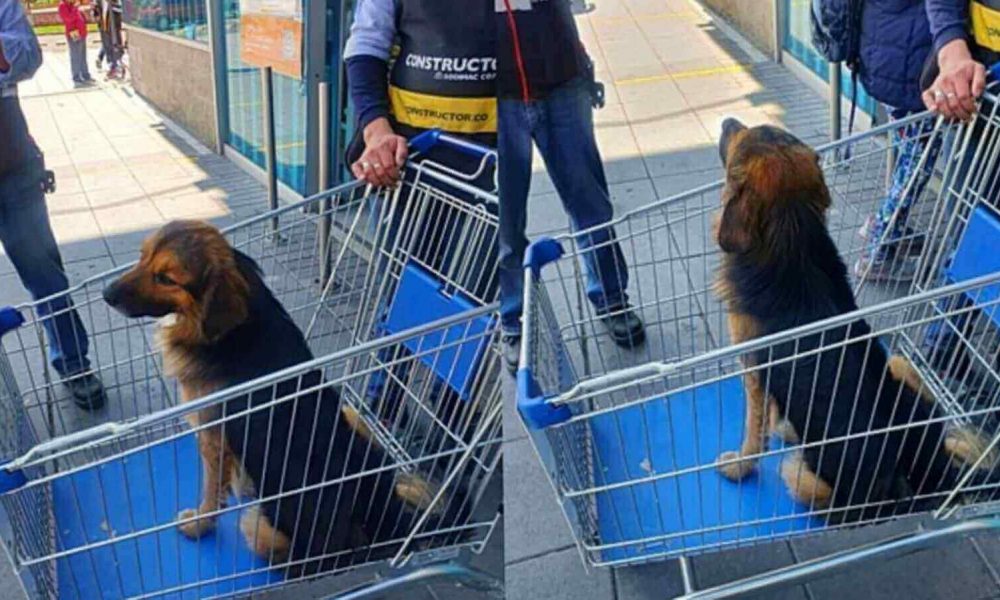 Cachorro abandonado em supermercado