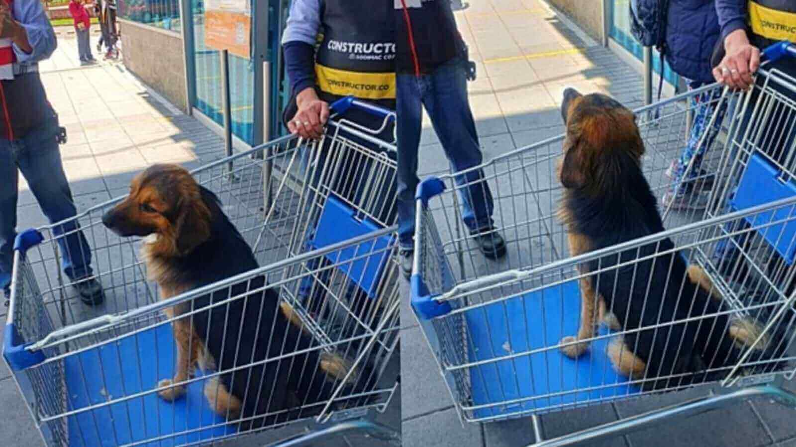 Cachorro abandonado em supermercado