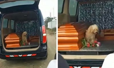 Cachorro em carro de funerário ao lado de caixão
