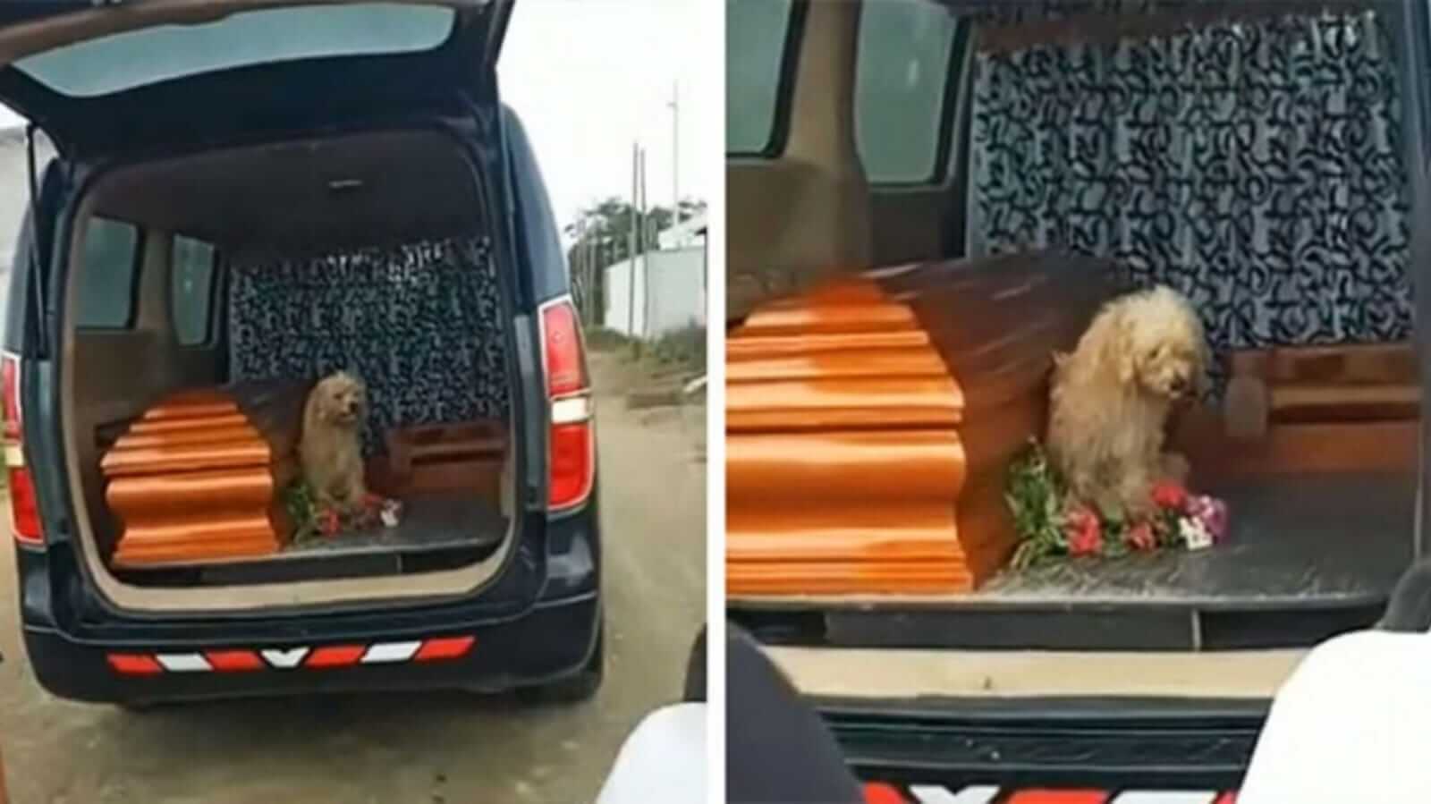 Cachorro em carro de funerário ao lado de caixão
