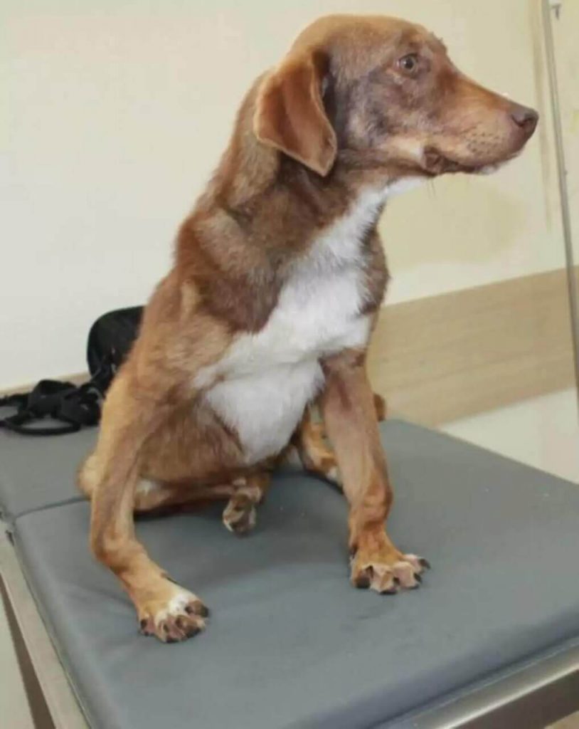 Cachorro em clínica veterinária