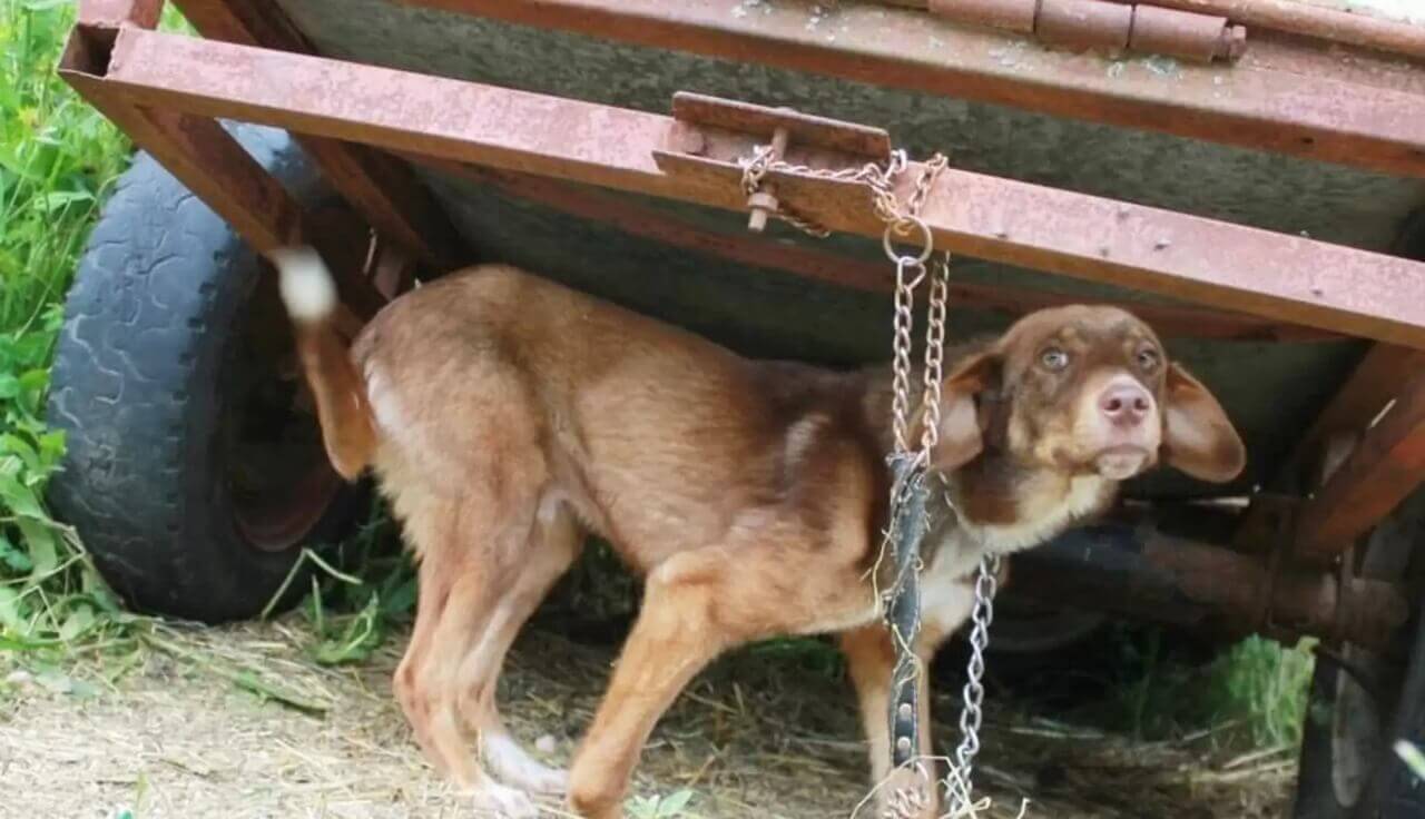 Cachorro acorrentado