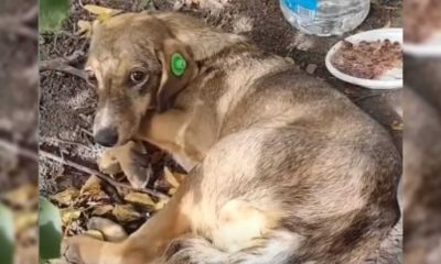 Cachorro deitado abandonado