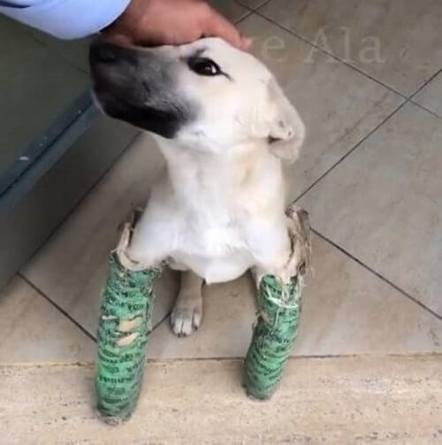 Cachorro com patas enfaixadas
