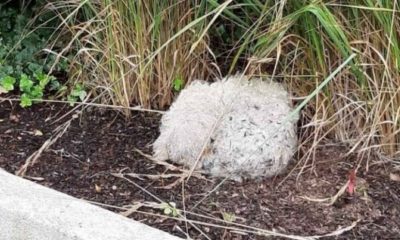 Cachorro abandonado em calçada