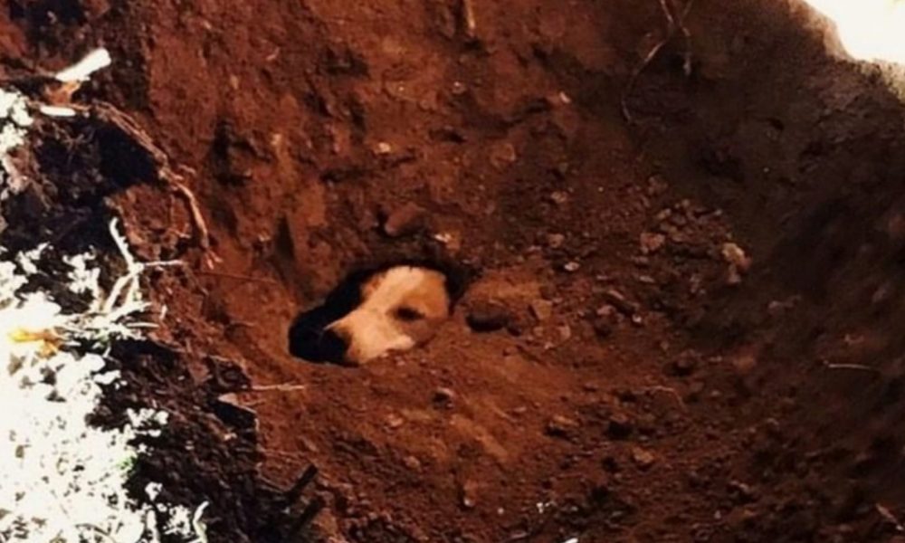 Cachorro preso em buraco