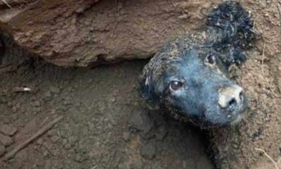 Cachorro preso em lama