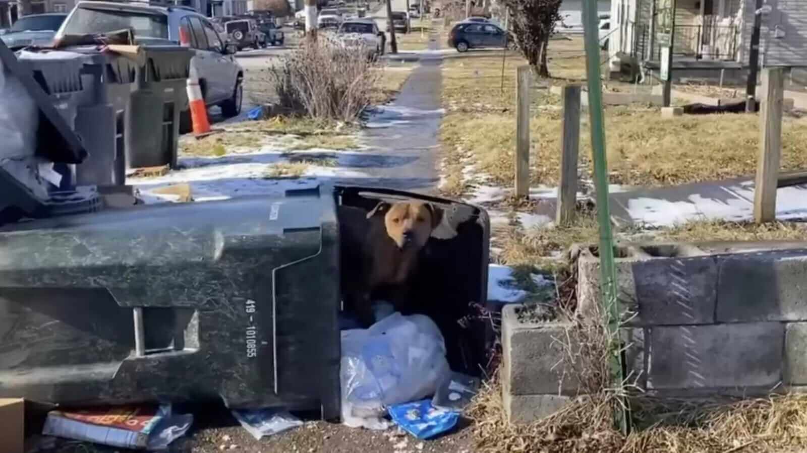 Cachorro em lata de lixo