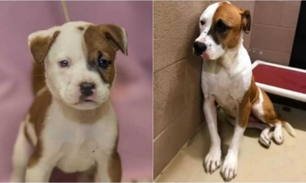 Antes e depois de cachoro