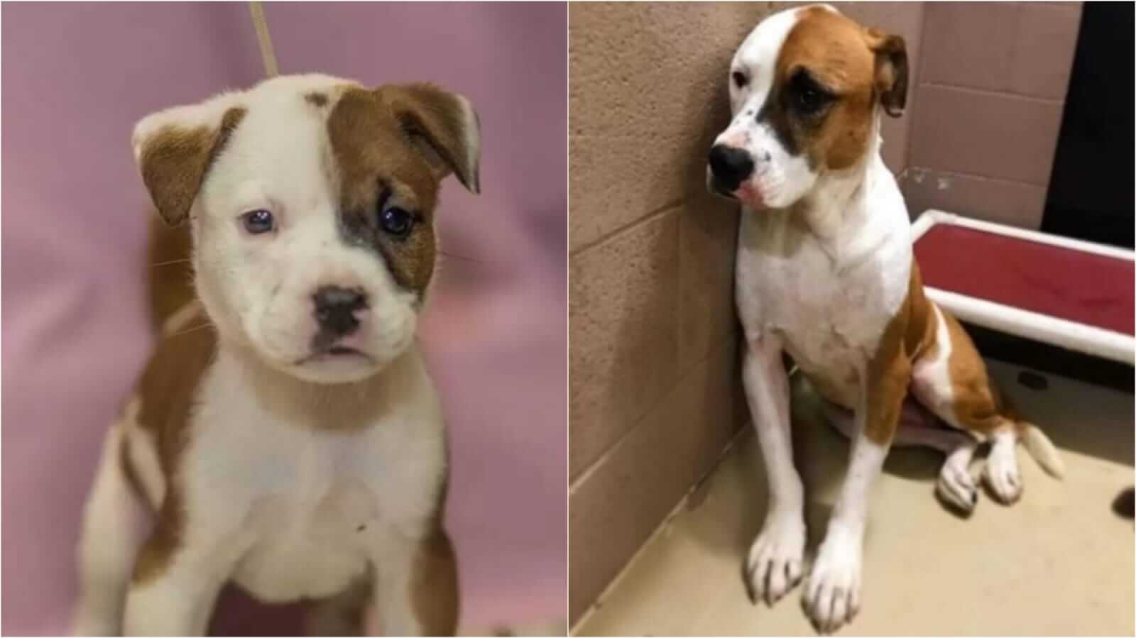 Antes e depois de cachoro