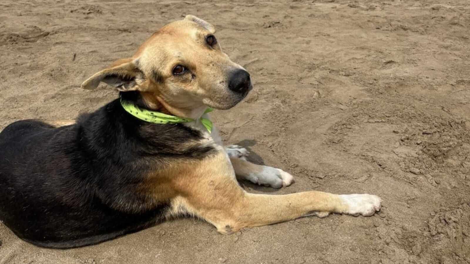 Cachorro deitado na praia com coleira verde