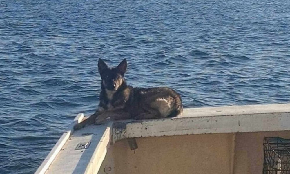 Cachorro em barco